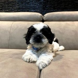 Meet your Posher, V rakesh